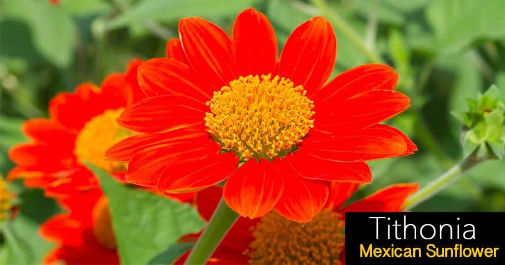 Ηλιόσπορη της μεξικανίας Tithonia