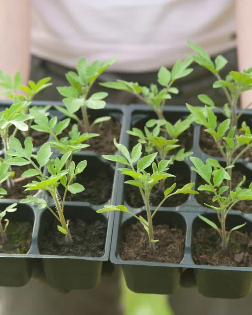 ttlid-60471-right-way-to-plant-tomatoes-t1