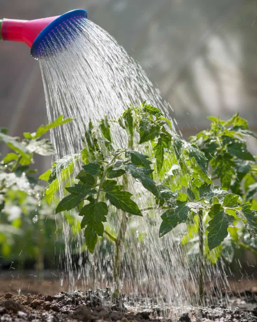 ttlid-60472-right-way-to-plant-tomatoes-t1