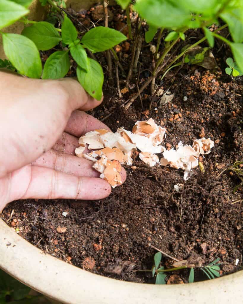 ttlid-60475-right-way-to-plant-tomatoes-t1
