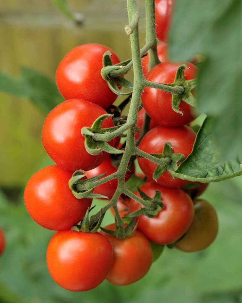 ttlid-60476-right-way-to-plant-tomatoes-t1 (1)