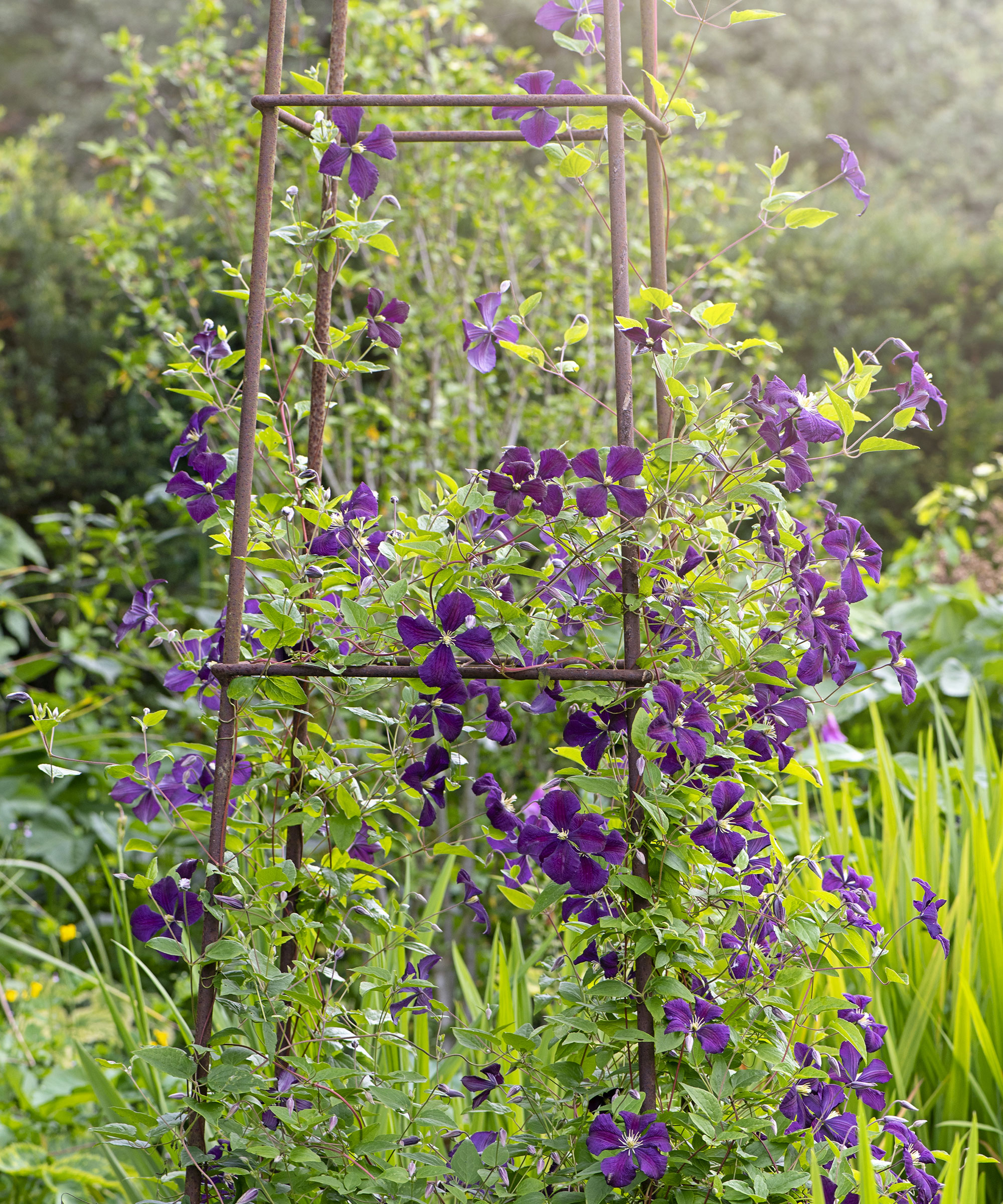 Μωβ λουλούδια Clematis στο σιδερένιο πλαίσιο
