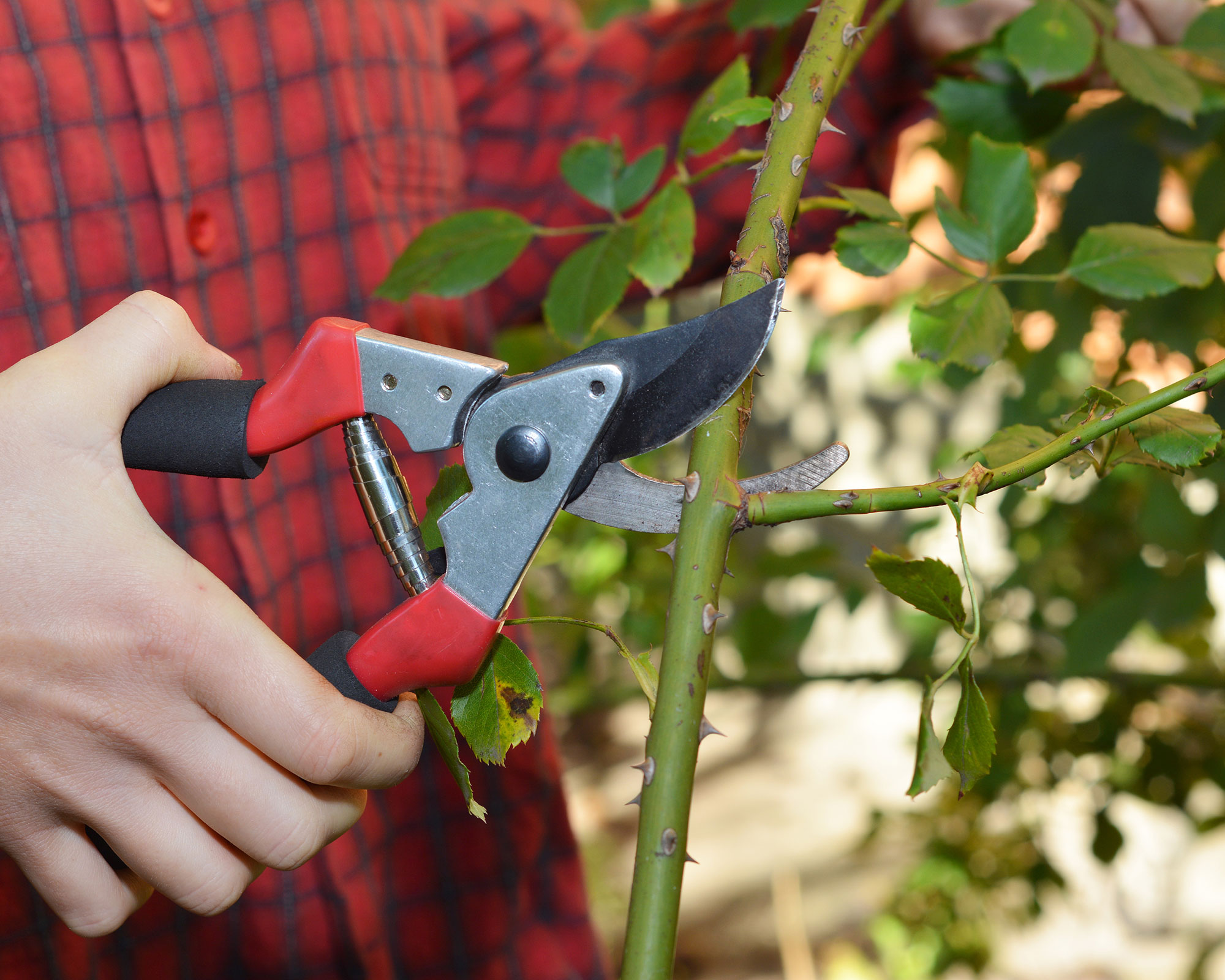 secateurs κλάδεμα Rose Bush