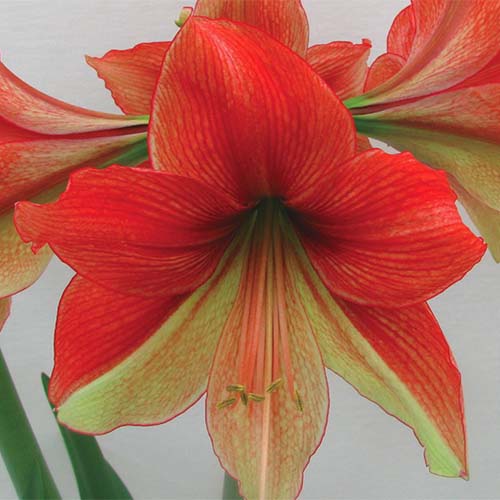 Μια κοντινή τετραγωνική εικόνα του Hippeastrum 'Half and Half' με κόκκινα και κίτρινα πέταλα που απεικονίζονται σε ένα μαλακό φόντο εστίασης.