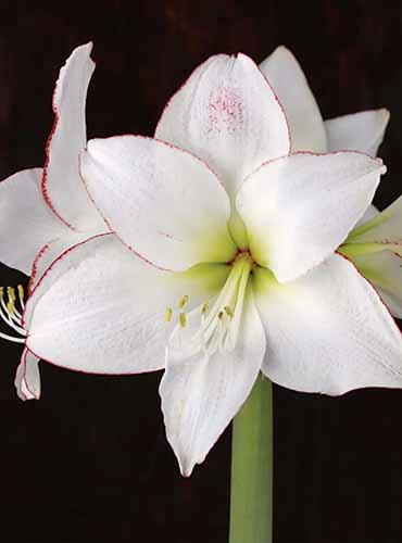 Ένα κοντινό επάνω από ένα pictoee amaryllis με λευκά πέταλα που έπεσαν με κόκκινο απεικονισμένο σε ένα σκούρο φόντο.