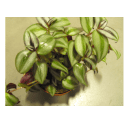 Περιπλανώντας τον Εβραίο Tradescantia