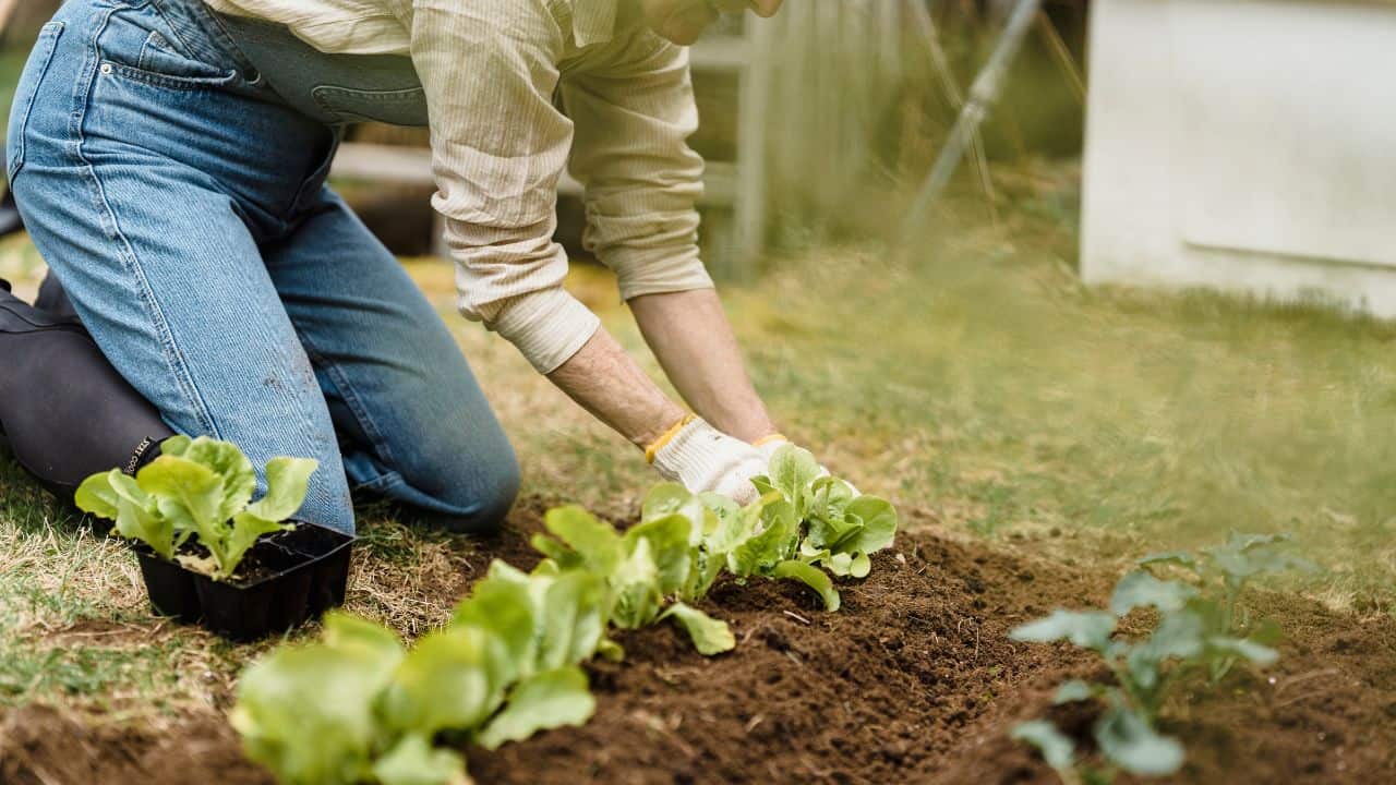 10 κανόνες κηπουρικής μπορείτε να σπάσετε εντελώς (και να έχετε εκπληκτικά αποτελέσματα) 5