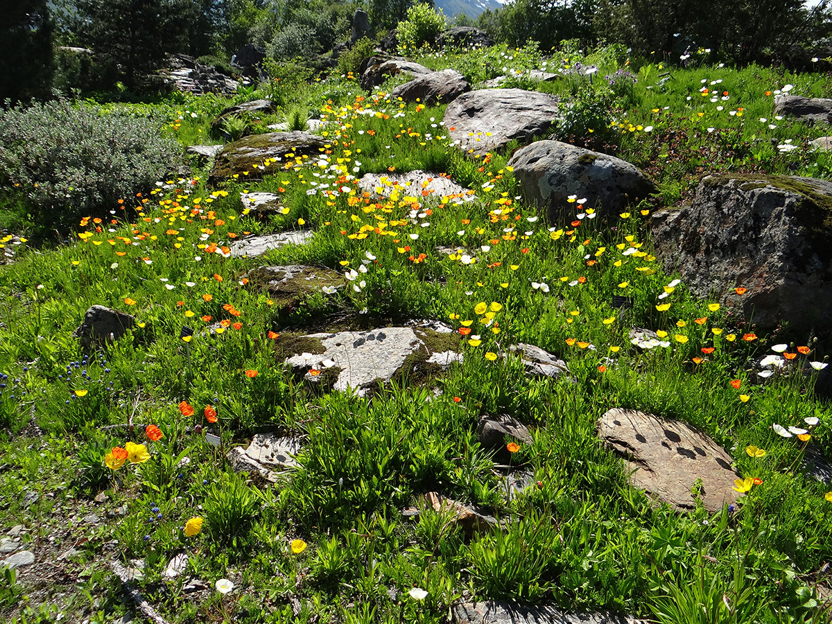 Καλιφόρνια Poppies ως καλύμματα εδάφους