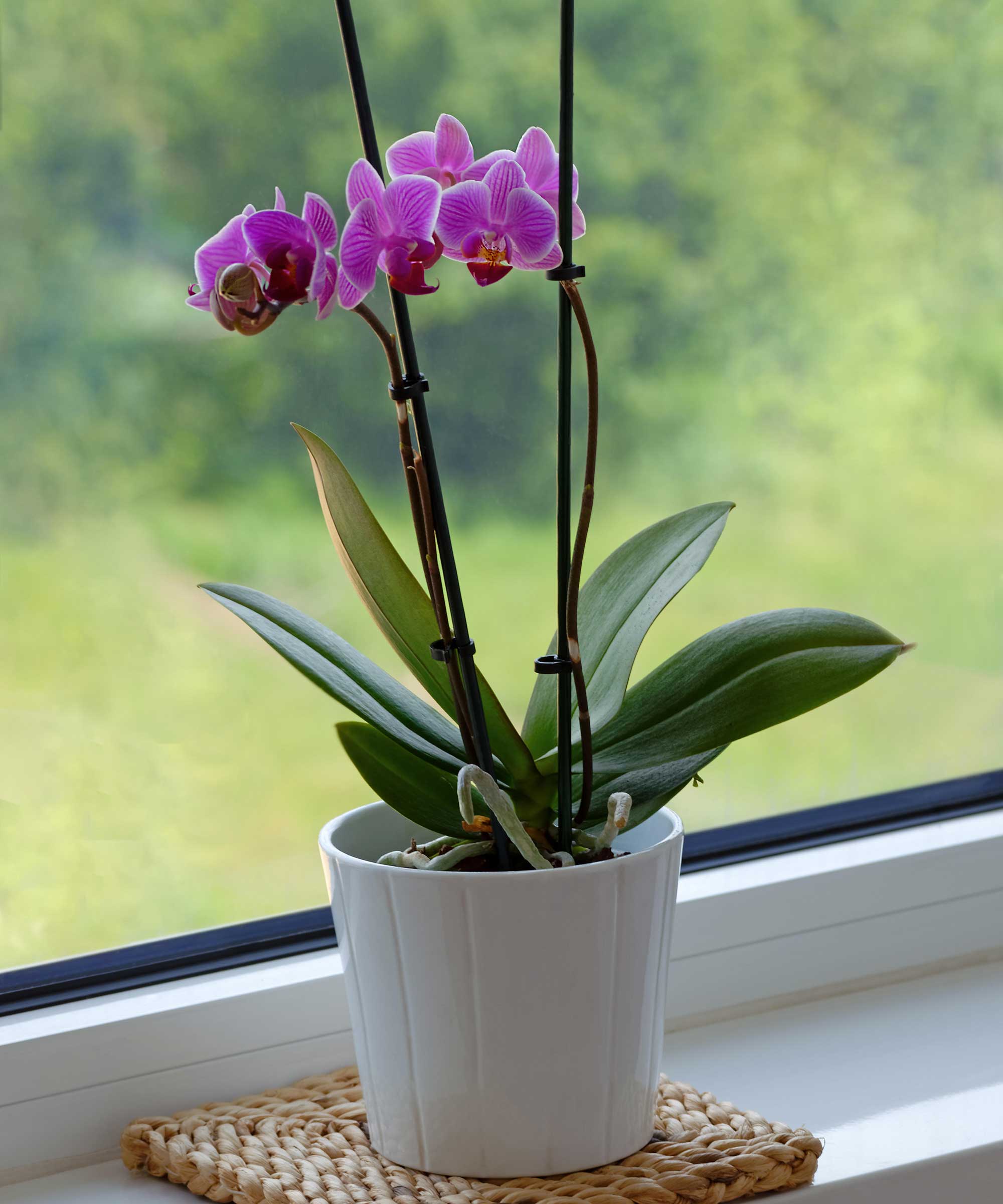 Potted Pink Orchid στο Windowsill