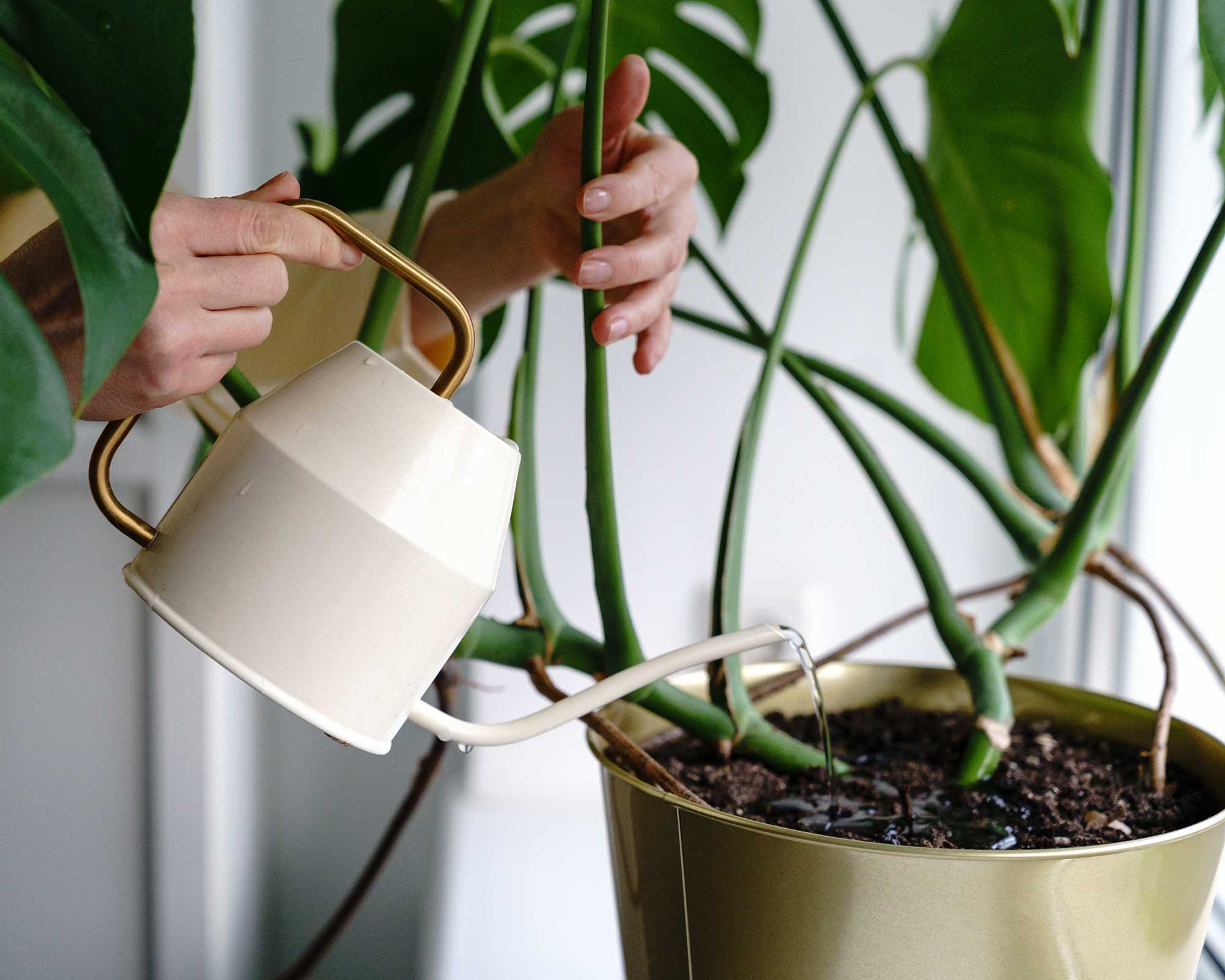 πότισμα Monstera