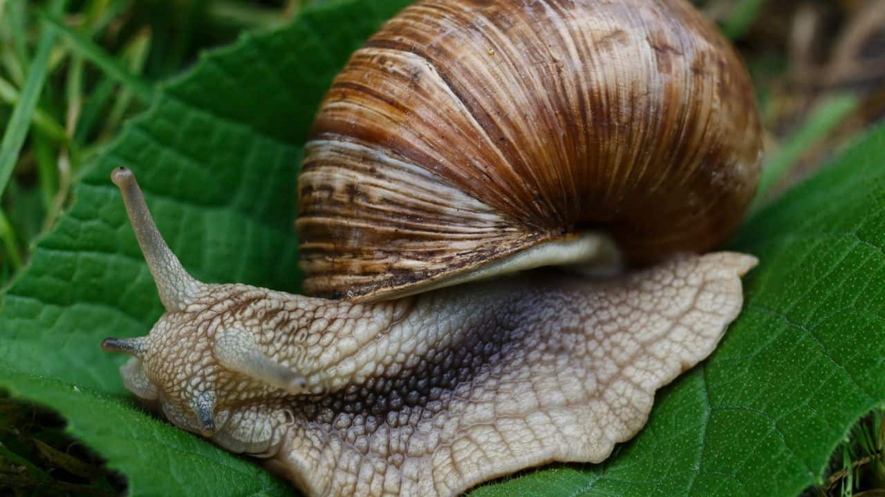 7 παράσιτα κήπων που επιστρέφουν τον Αύγουστο (και πώς να πολεμήσουν) 3