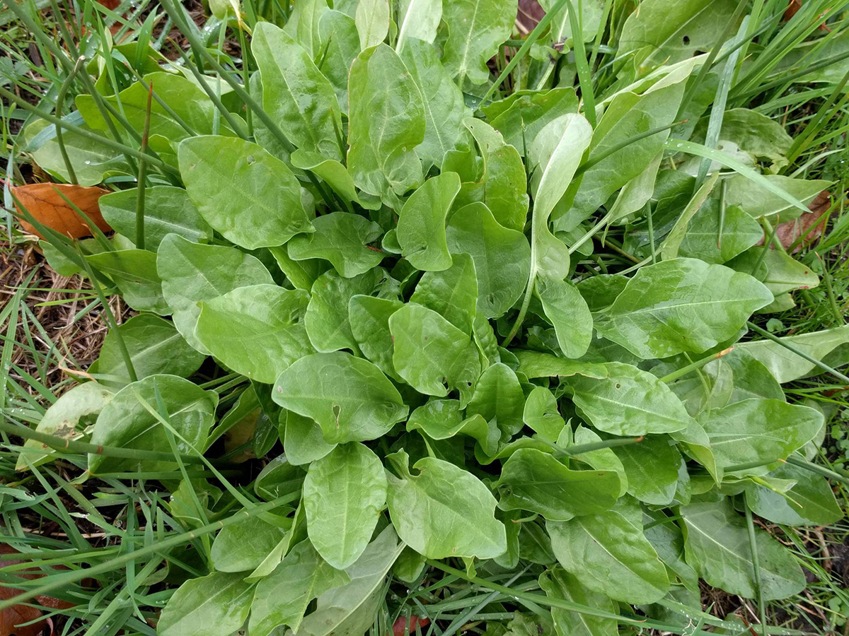 Κλείσιμο των φύλλων Sorrel