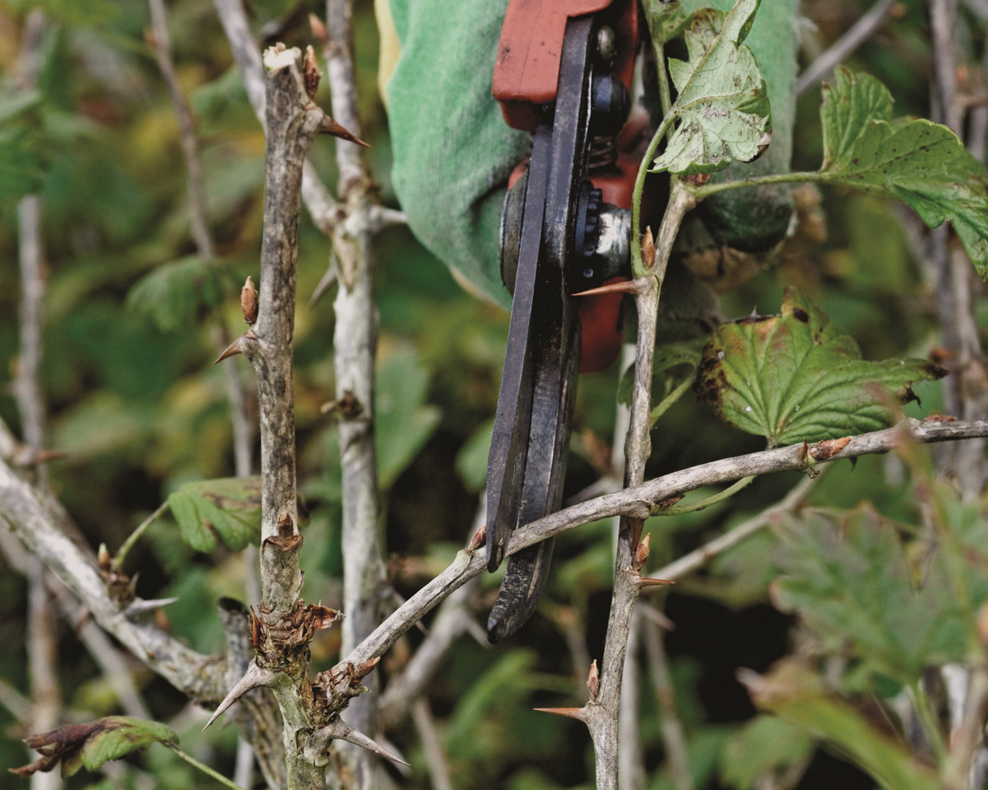 Secateurs κλάδεμα ενός θάμνου φραγκοστάφυλο