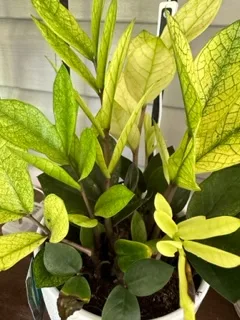 Zamifolia zamiocas zamifolia zamiocas zamifolia