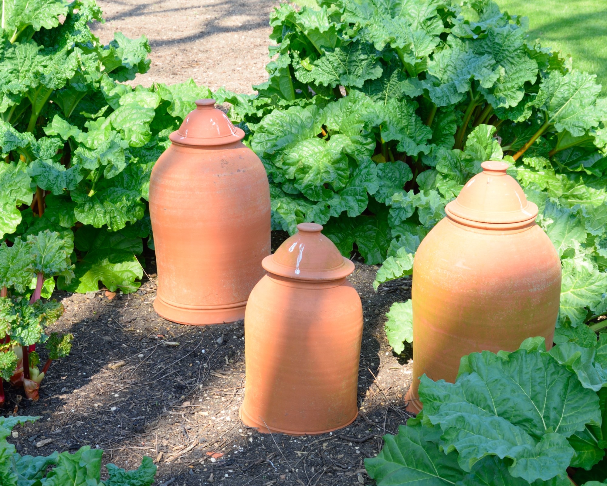 Terracotta που αναγκάζουν γλάστρες σε ένα έμπλαστρο ραβέντι