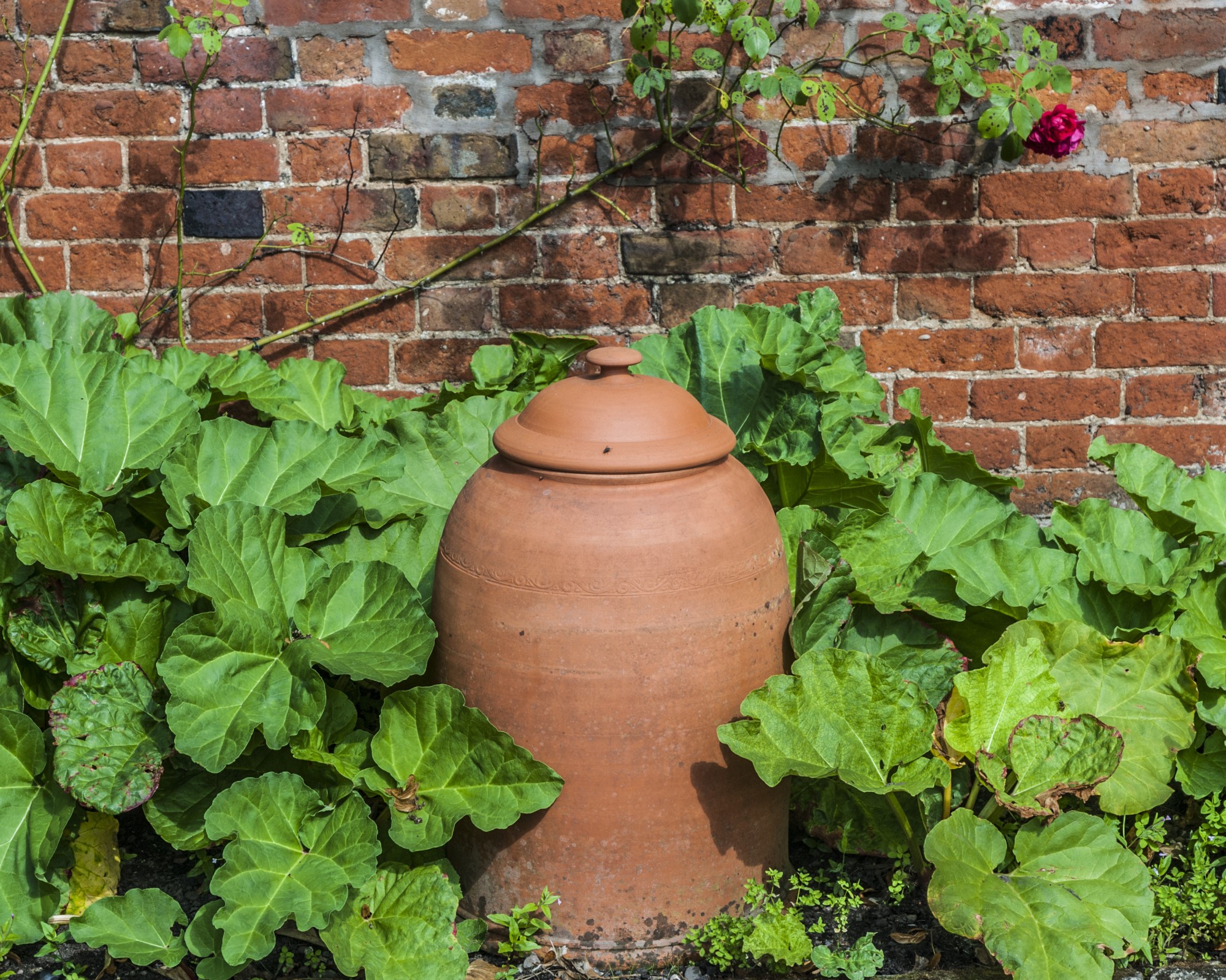 Terracotta αναγκάζοντας κατσαρόλα σε κήπο κουζίνας