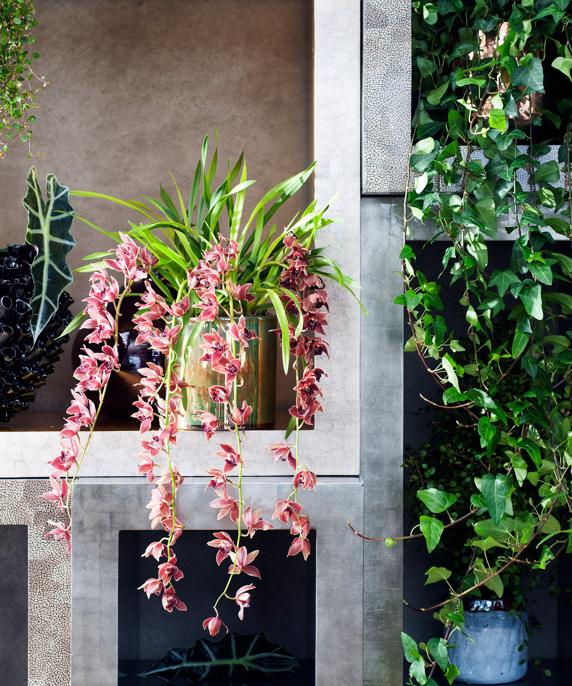 ανθοφορία Cymbidium Orchid σε ράφι