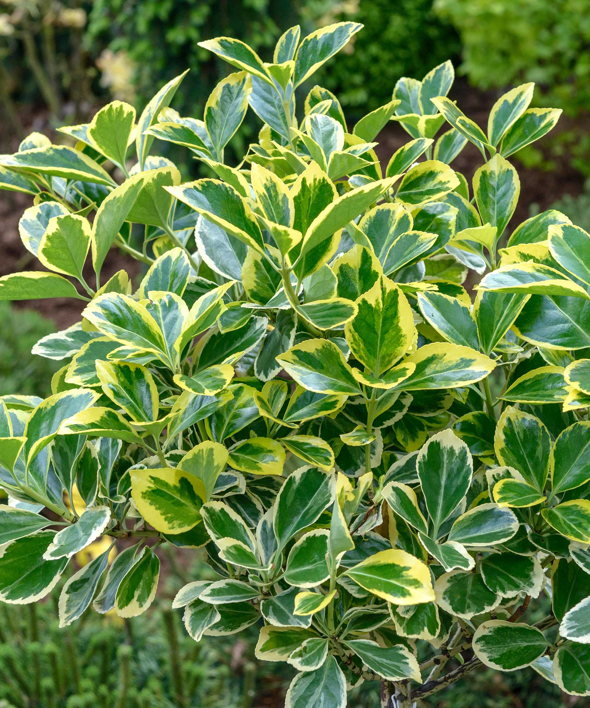 Euonymus japonicus 'albomarginatus'