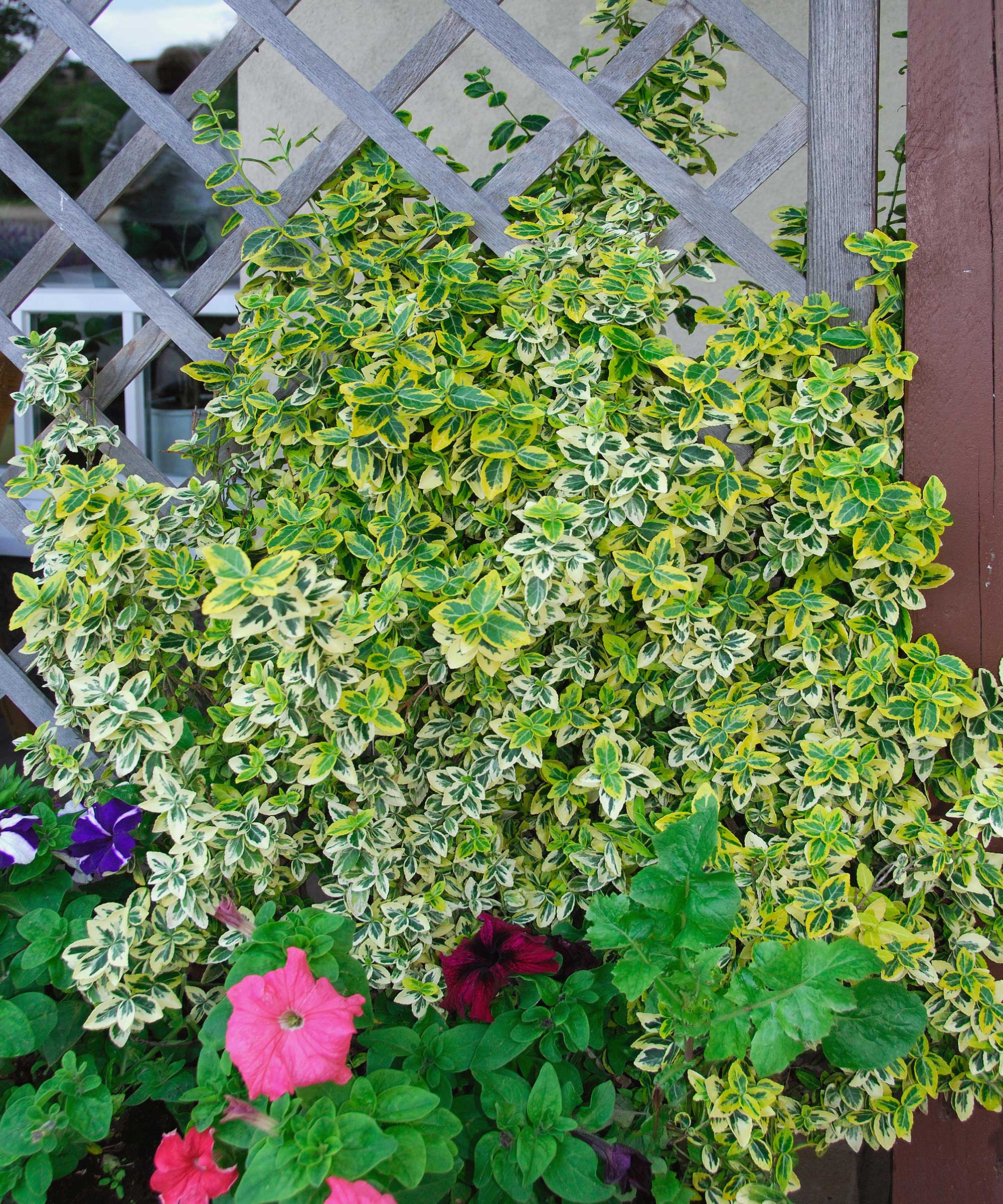 Euonymus Fortunei 'Emerald'n Gold' Growing on Trellis