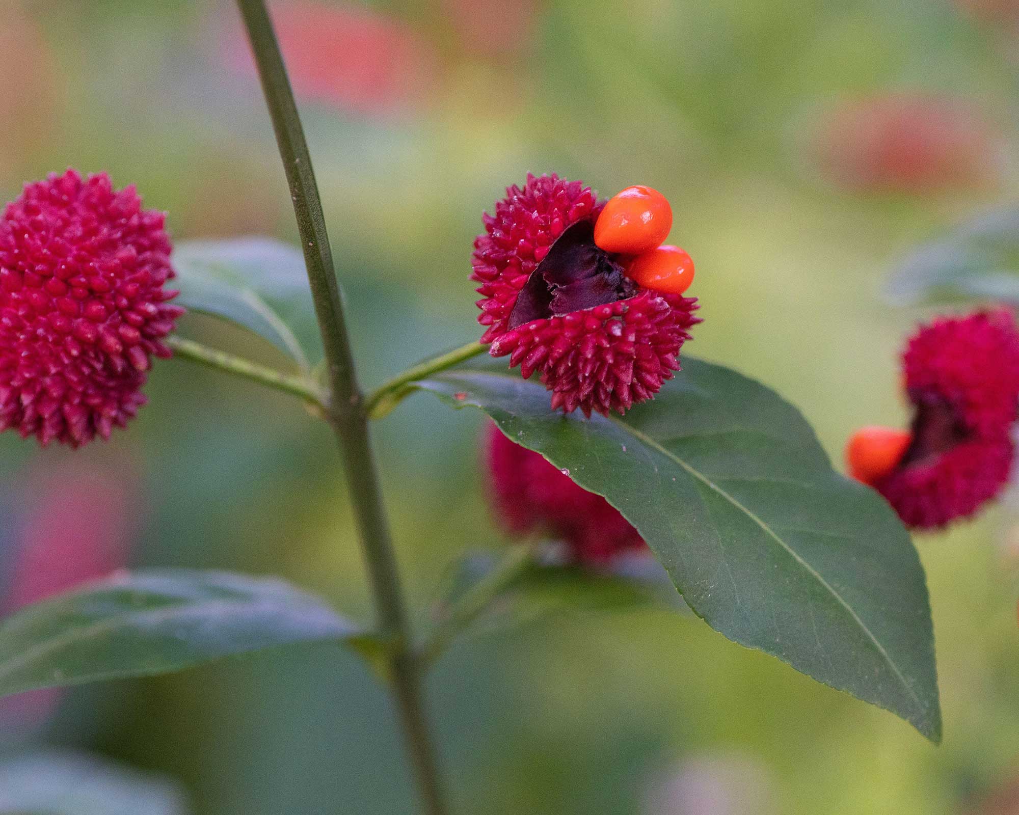 Euonymus americanus, επίσης γνωστός ως φράουλα bush