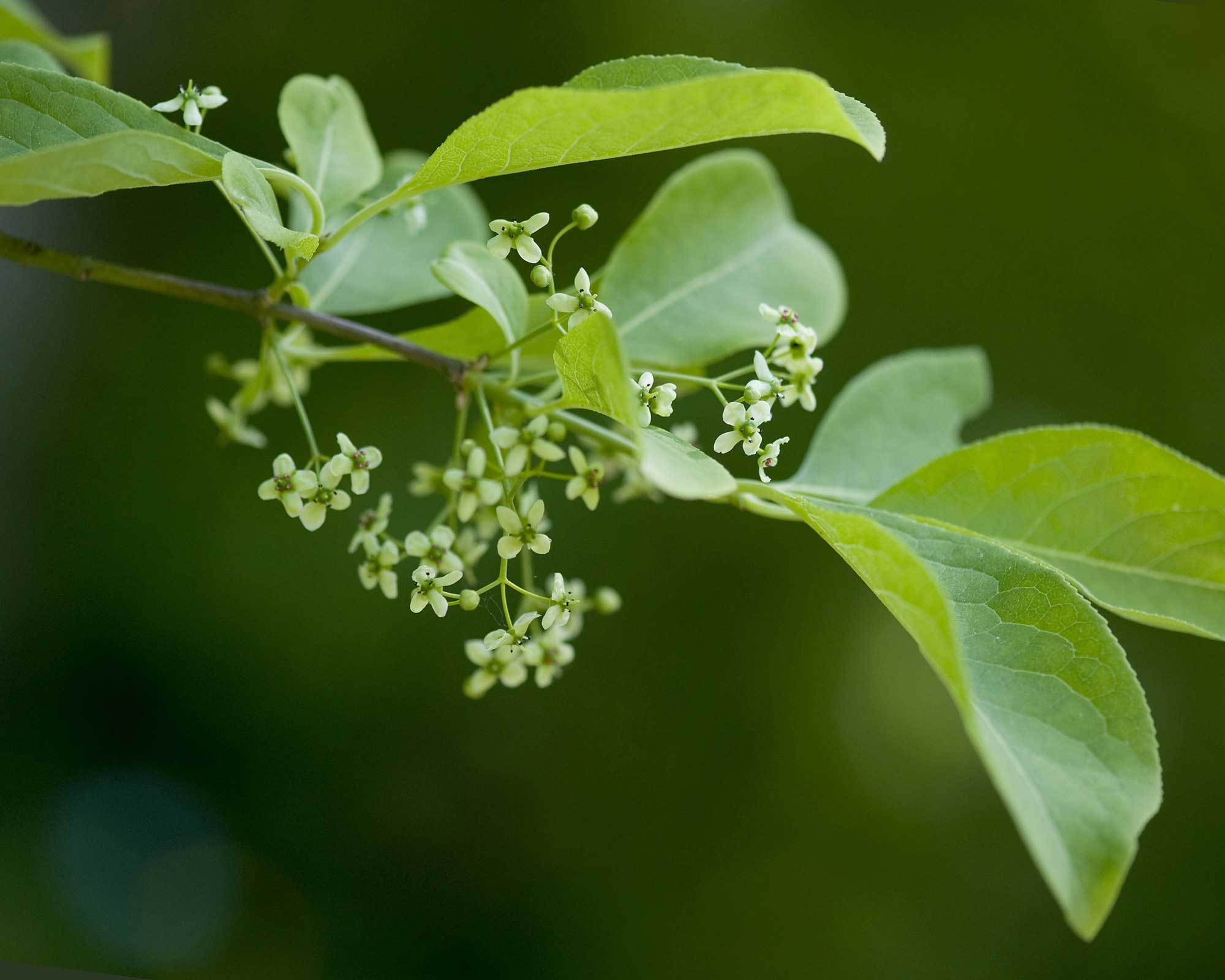 Λουλούδια του Euonymus europaeus