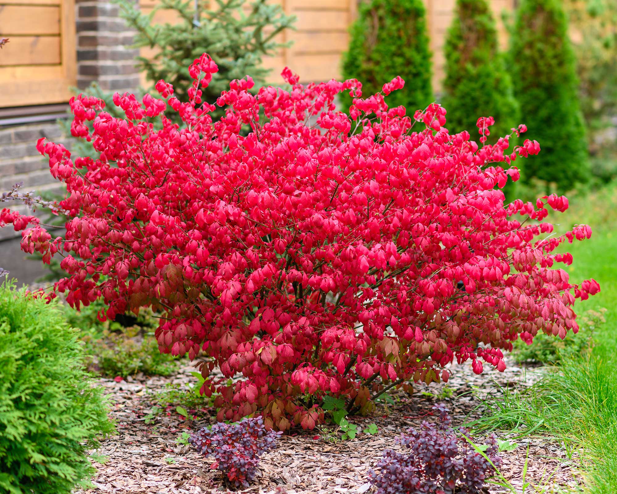 Κόκκινο euonymus bush