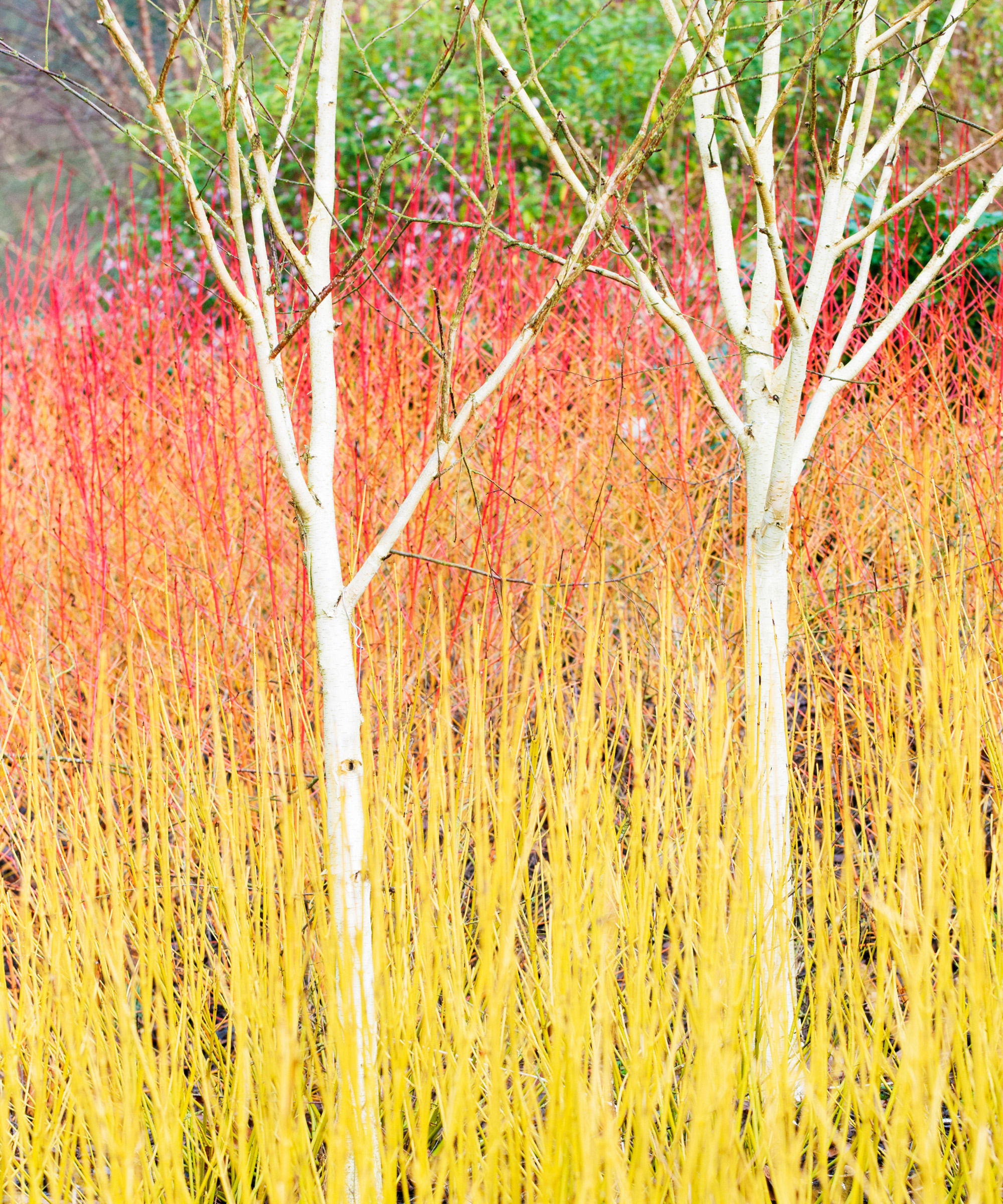 Birch δέντρα Ιμαλαΐα σημύδα που μεγαλώνει με dogwood το φθινόπωρο