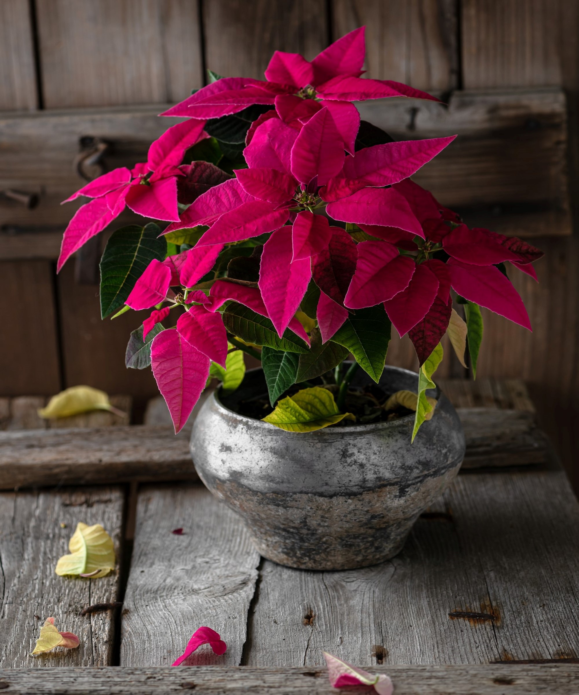 Μια poinsettia με φύλλα που πέφτουν