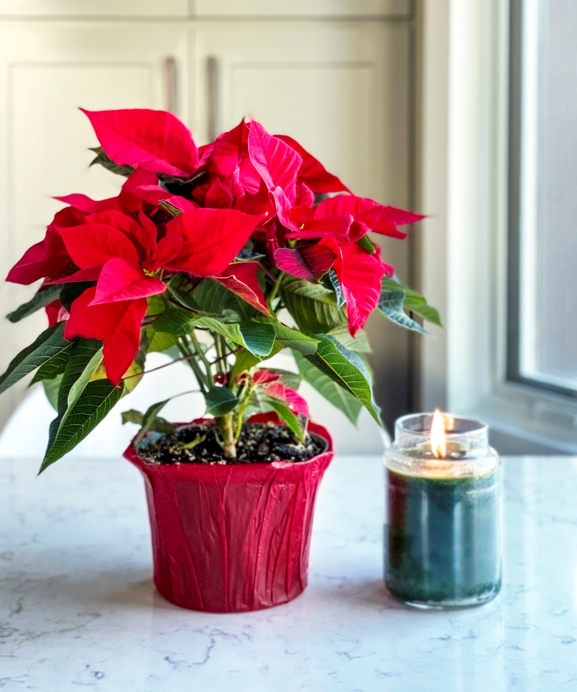 Μια poinsettia με ένα κερί
