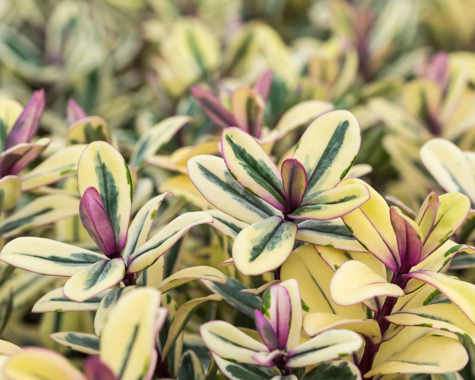 Hebe Franciscana 'Tricolor'