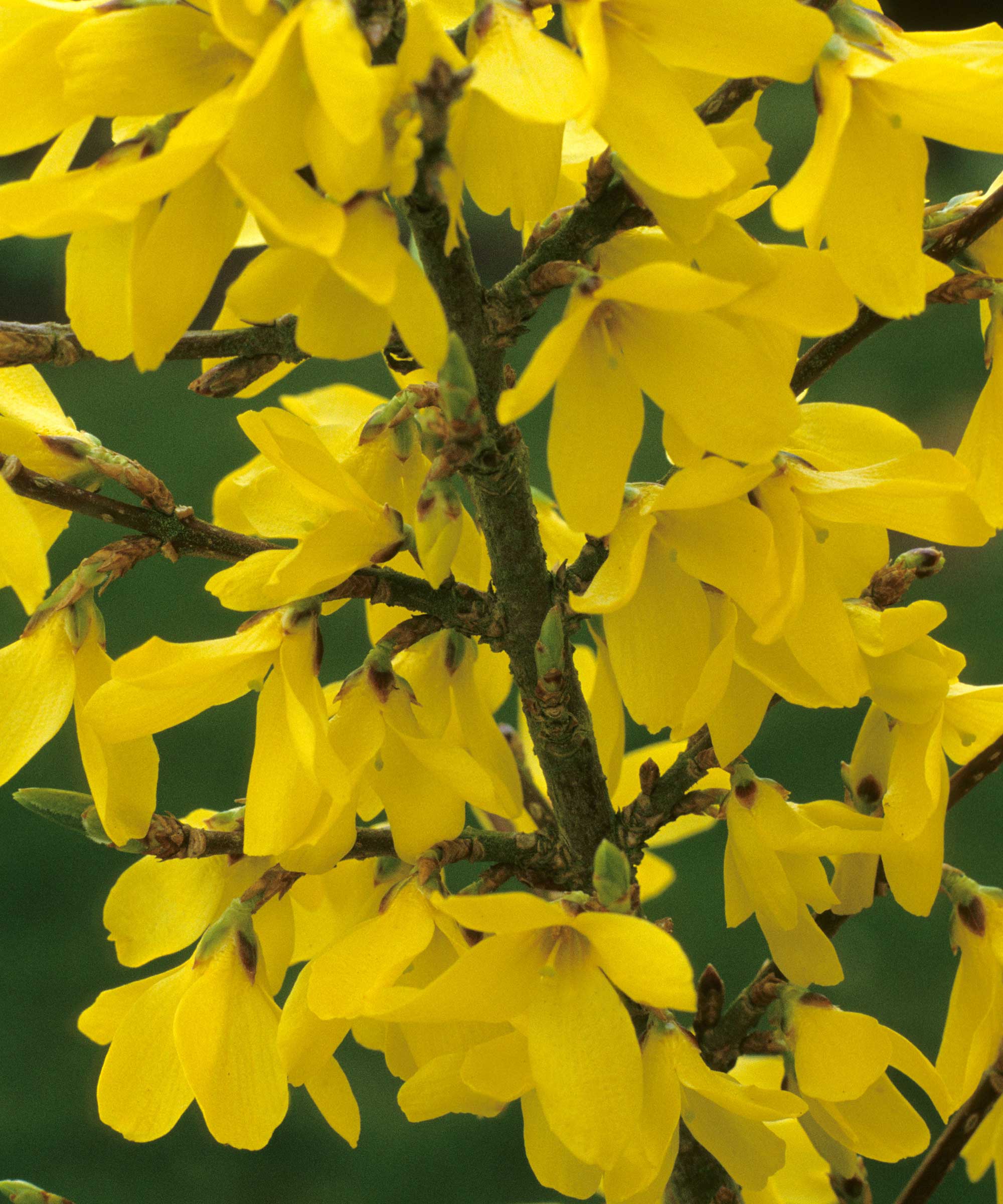 Forsythia 'mare d ή'