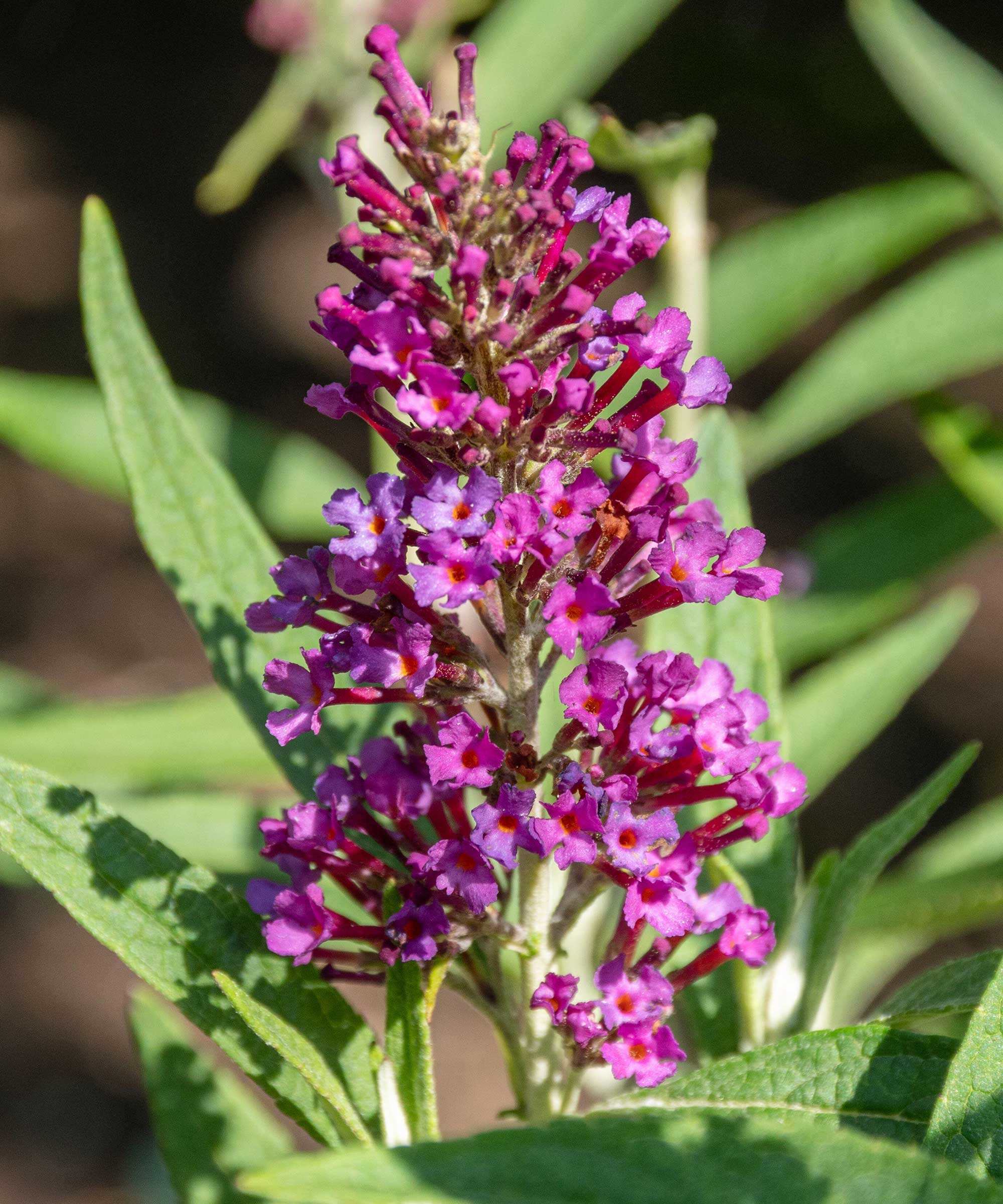 Buddleja davidii πύργοι πεταλούδας