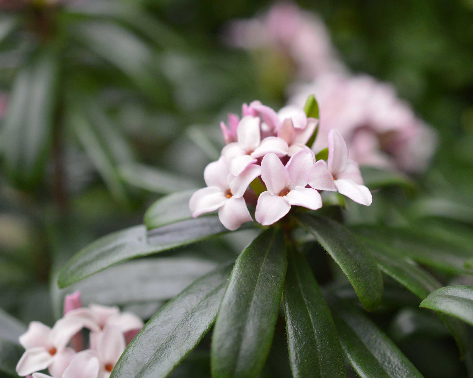 Daphne x Transatlantica «Αιώνιο Άρωμα»