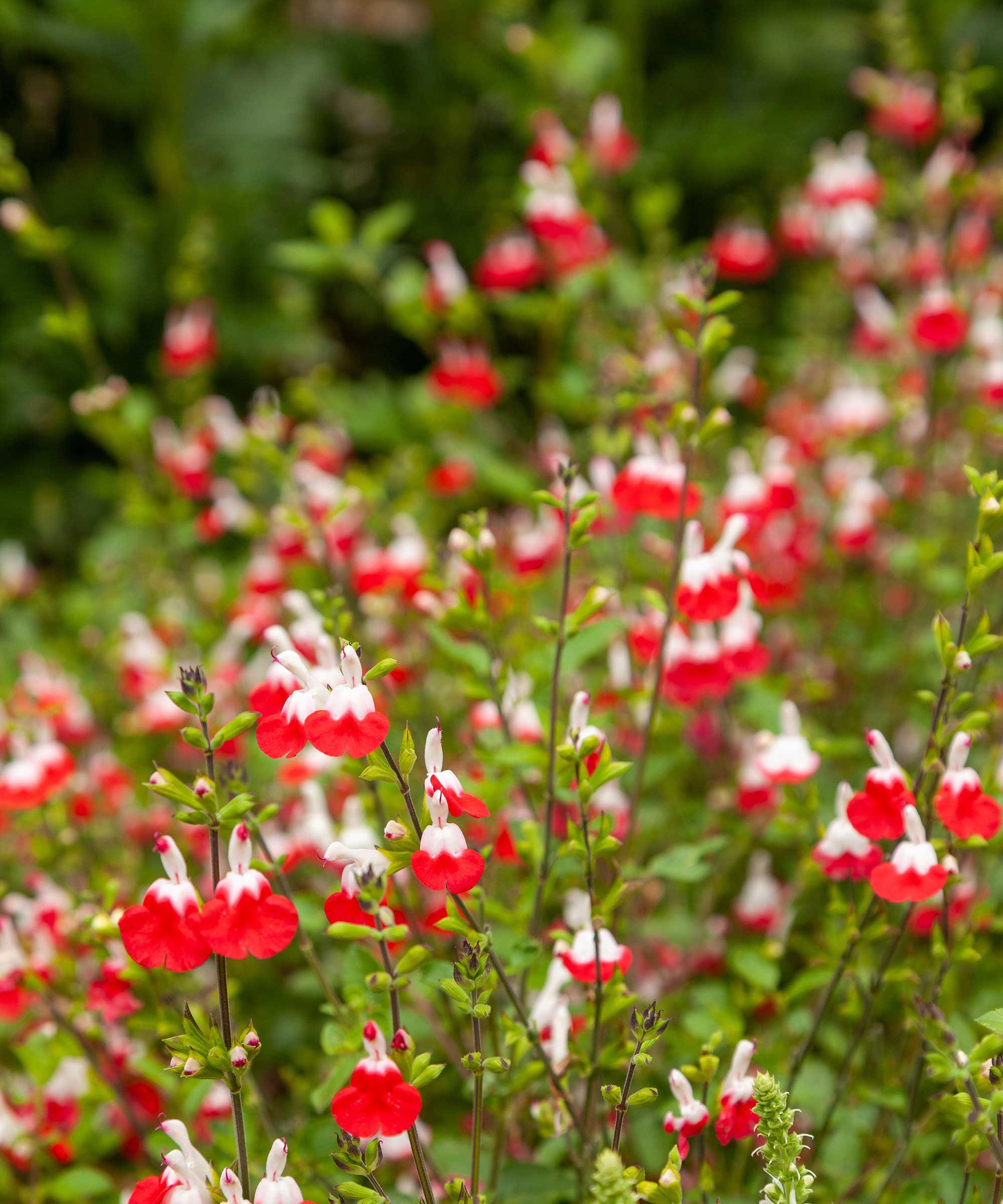 «Salvia microphylla»