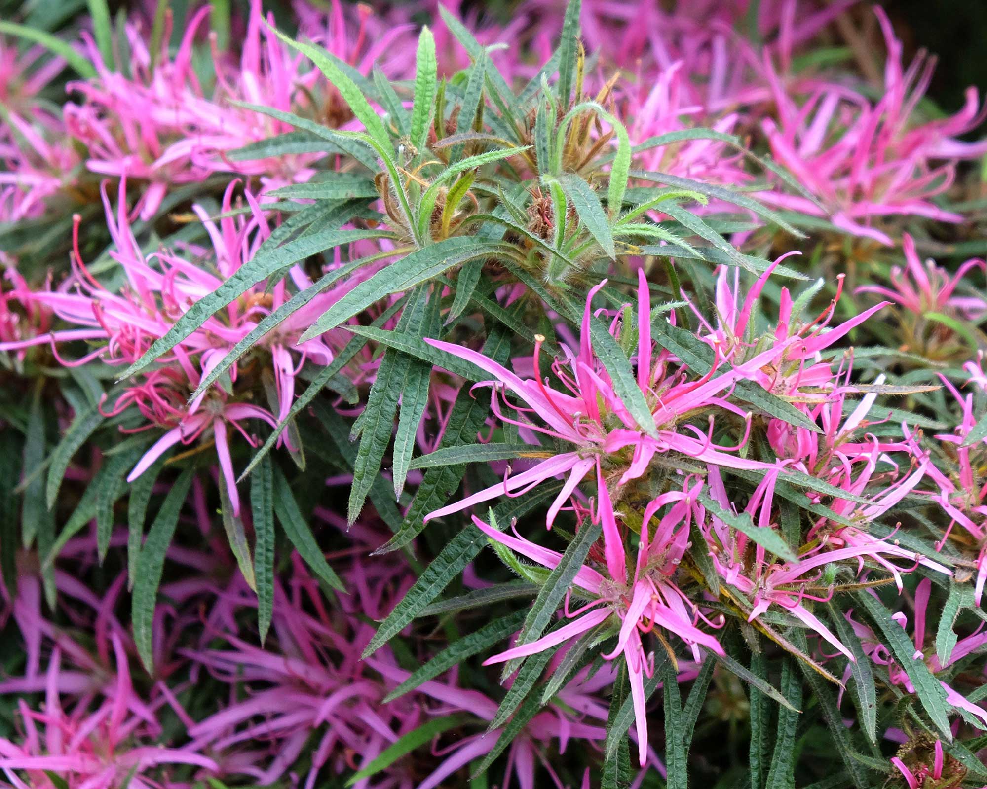 Azalea Japonica 'Star Style'