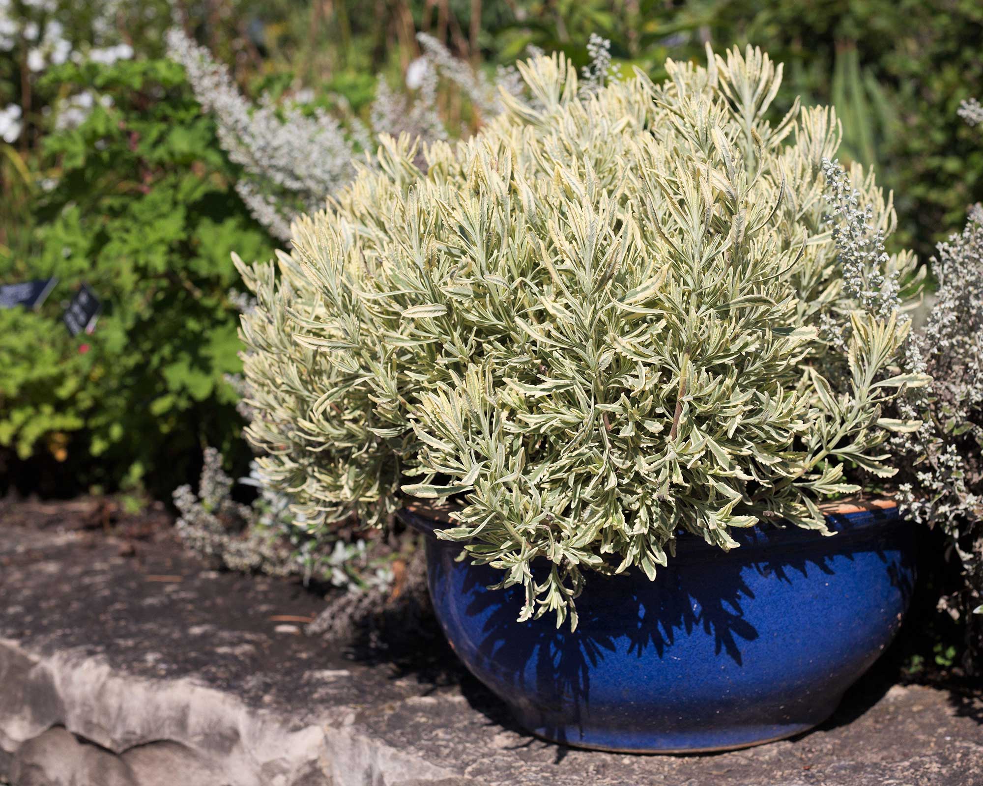 Lavandula x Heterophylla 'Meerlo' σε μπλε αίθριο