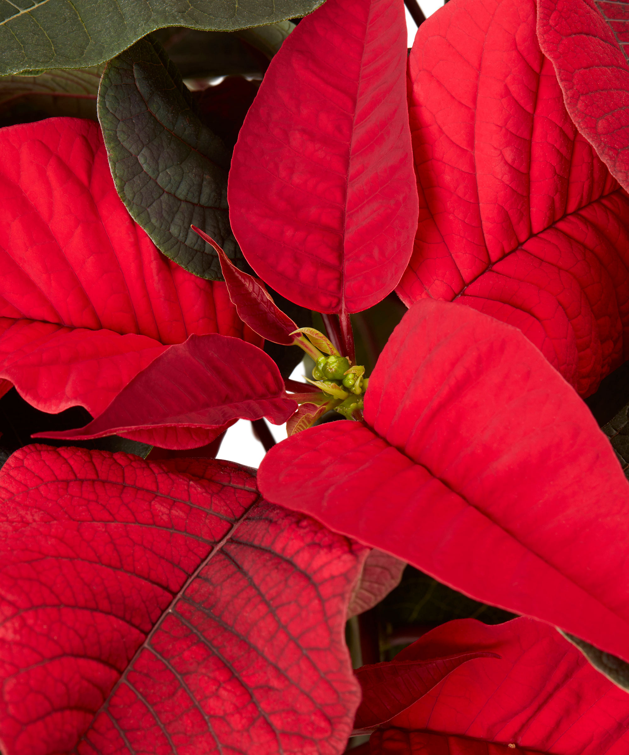 κόκκινα μπράτσα μιας poinsettia