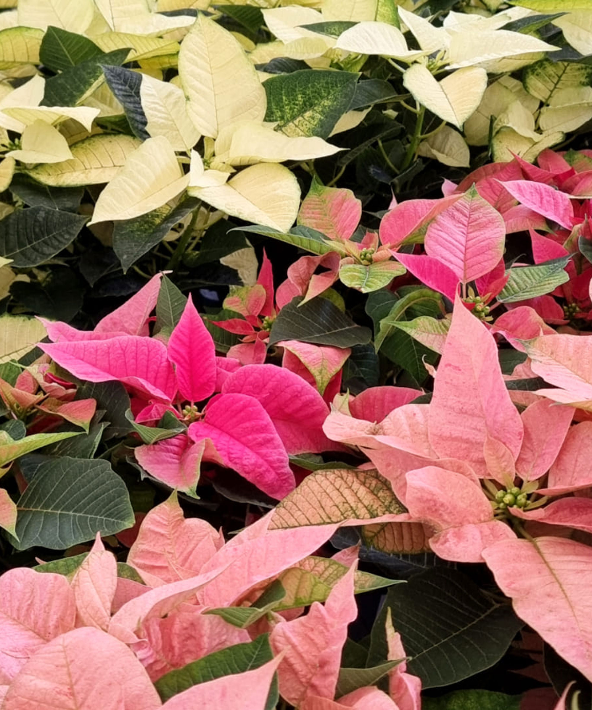 Διαφορετικά έγχρωμες Poinsettias