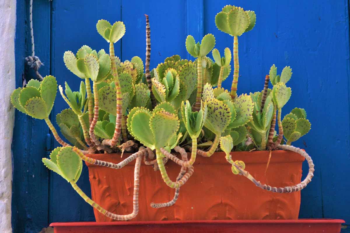 Μια κοντινή οριζόντια εικόνα ενός Penwiper Kalanchoe που αναπτύσσεται σε μια κατσαρόλα με μπλε φράχτη στο παρασκήνιο.