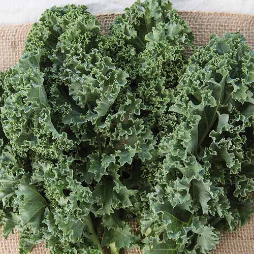 Μια κοντινή τετραγωνική εικόνα του «Prizm» Curly Kale που συγκομίζεται πρόσφατα σε ένα ύφασμα από γιούτα.