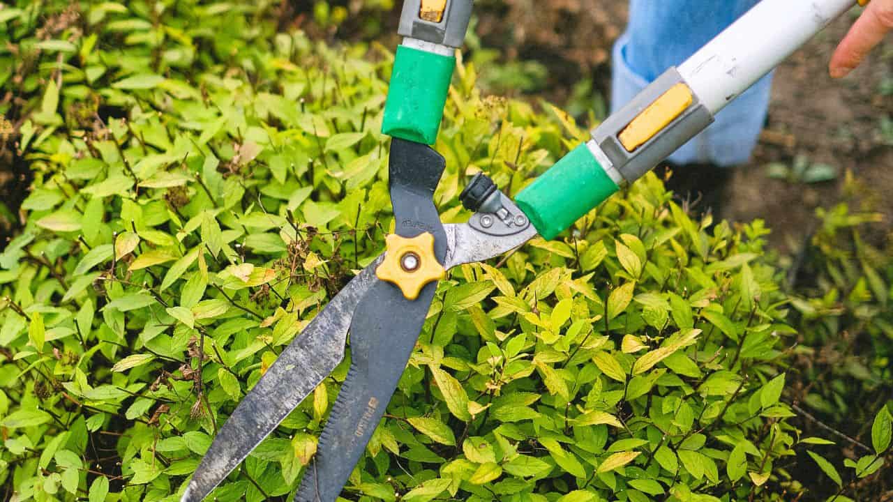 8 πράγματα οι κηπουροί χάνουν χρόνο στις 4 Σεπτεμβρίου