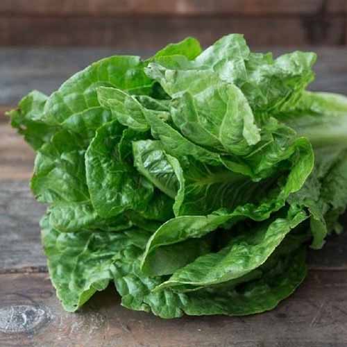 Ένα κοντινό πλάνο της ποικιλίας Romaine του νησιού Parris με ανοιχτά πράσινα φύλλα και λευκά στελέχη που βρίσκονται σε μια ξύλινη επιφάνεια σε ένα μαλακό φόντο εστίασης.
