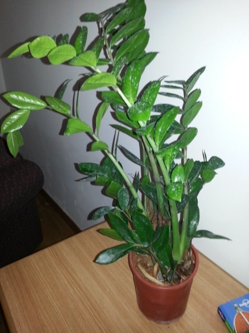 Zamioculcas zamiifolia φαίνεται υγιής