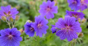 Πώς να αναπτύξετε σκληρά γεράνια (Cranesbill)